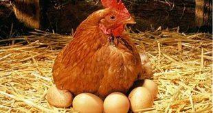 یک دو جین خزعبلات