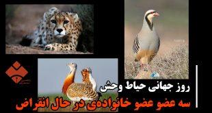روز جهانی حیات وحش و داستان کبک خرامان و مرغ میش‌های سقزیِ در خطر انقراض