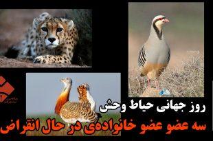 روز جهانی حیات وحش و داستان کبک خرامان و مرغ میش‌های سقزیِ در خطر انقراض