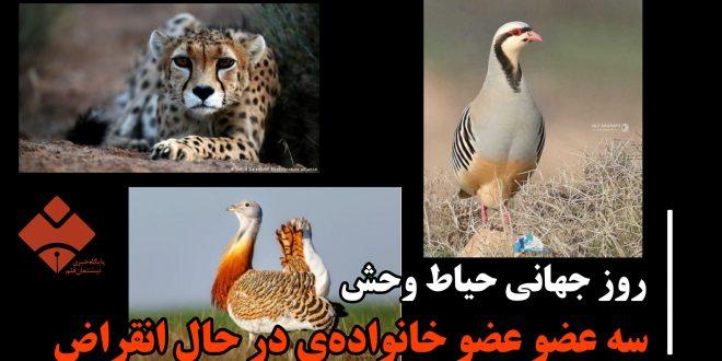 روز جهانی حیات وحش و داستان کبک خرامان و مرغ میش‌های سقزیِ در خطر انقراض