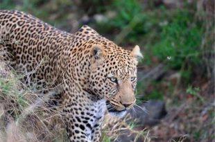 پیوند انسان و طبیعت با مرده گیری پلنگ مشهور مازندران توهم است, منصور شیخی