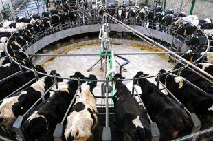 دیشب خواب دیدم که دویست گاو نر و ماده . . . , منصور شیخی