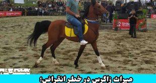 میراث زاگرس در خطر انقراض، سقز پیشگام احیای نژاد اسب اصیل کوردی