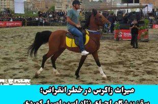 میراث زاگرس در خطر انقراض، سقز پیشگام احیای نژاد اسب اصیل کوردی