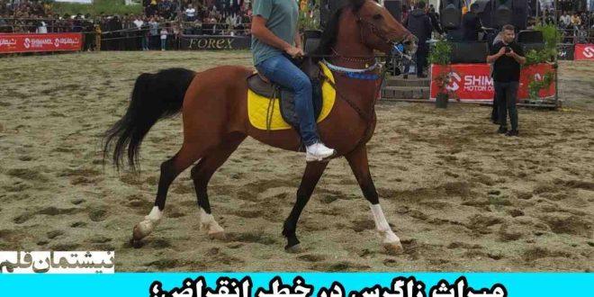 میراث زاگرس در خطر انقراض، سقز پیشگام احیای نژاد اسب اصیل کوردی