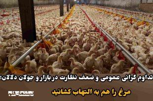 تداوم گرانی عمومی و ضعف نظارت در بازار و جولان دلالان؛ مرغ را هم به التهاب کشانید