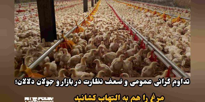 تداوم گرانی عمومی و ضعف نظارت در بازار و جولان دلالان؛ مرغ را هم به التهاب کشانید