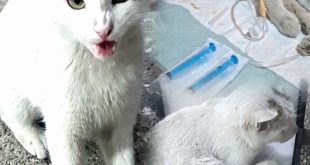 نجات گربه‌ای بی‌پناه به همت استادکار مهربان مکانیکی در سقز؛ جلوه‌ای از انسانیت و احترام به حق زندگی حیوانات