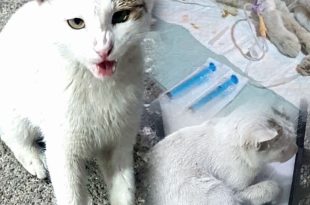 نجات گربه‌ای بی‌پناه به همت استادکار مهربان مکانیکی در سقز؛ جلوه‌ای از انسانیت و احترام به حق زندگی حیوانات