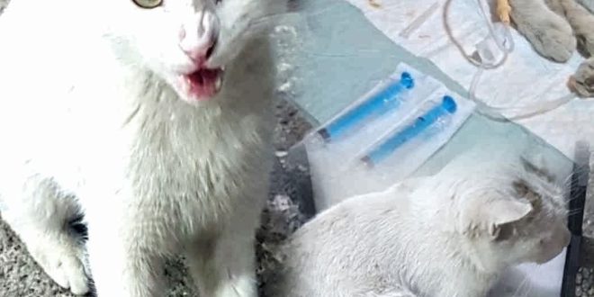 نجات گربه‌ای بی‌پناه به همت استادکار مهربان مکانیکی در سقز؛ جلوه‌ای از انسانیت و احترام به حق زندگی حیوانات